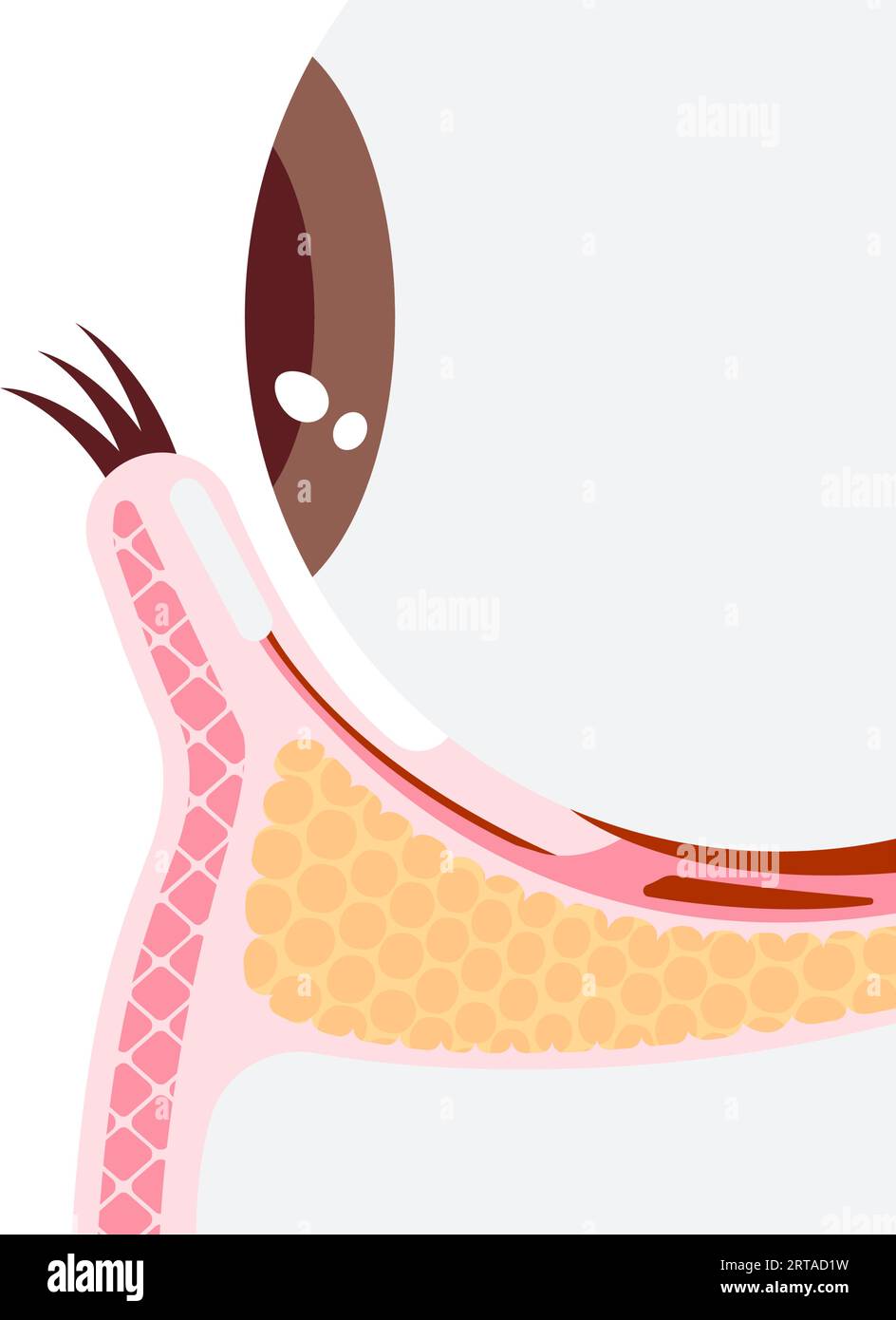 Lower eyelid structure vector illustration Stock Vector