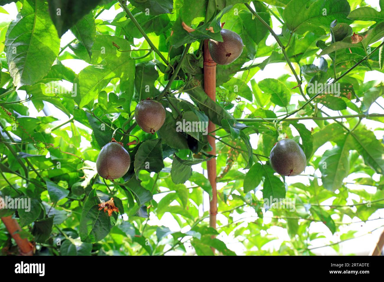 Passion fruit plants in a greenhouse Stock Photo Alamy