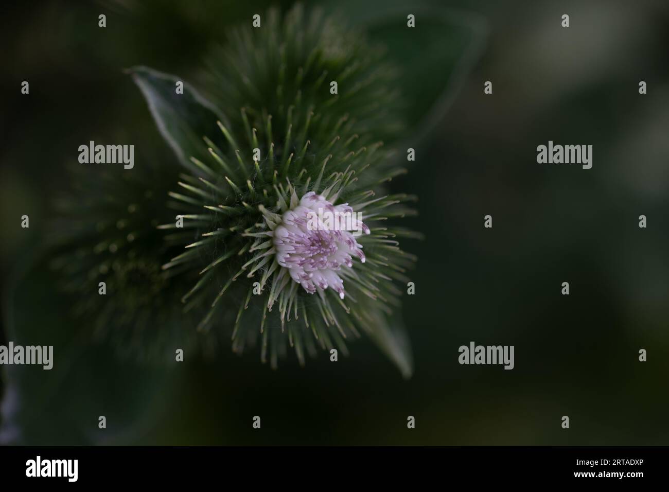 Burdock Flower (Arctium minus) Stock Photo