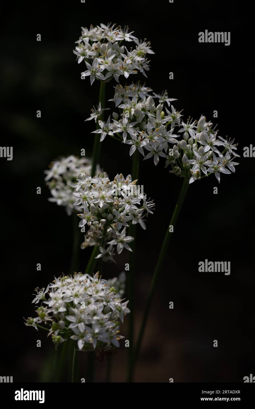 Garlic Chive Flowers (Allium tuberosum) Stock Photo