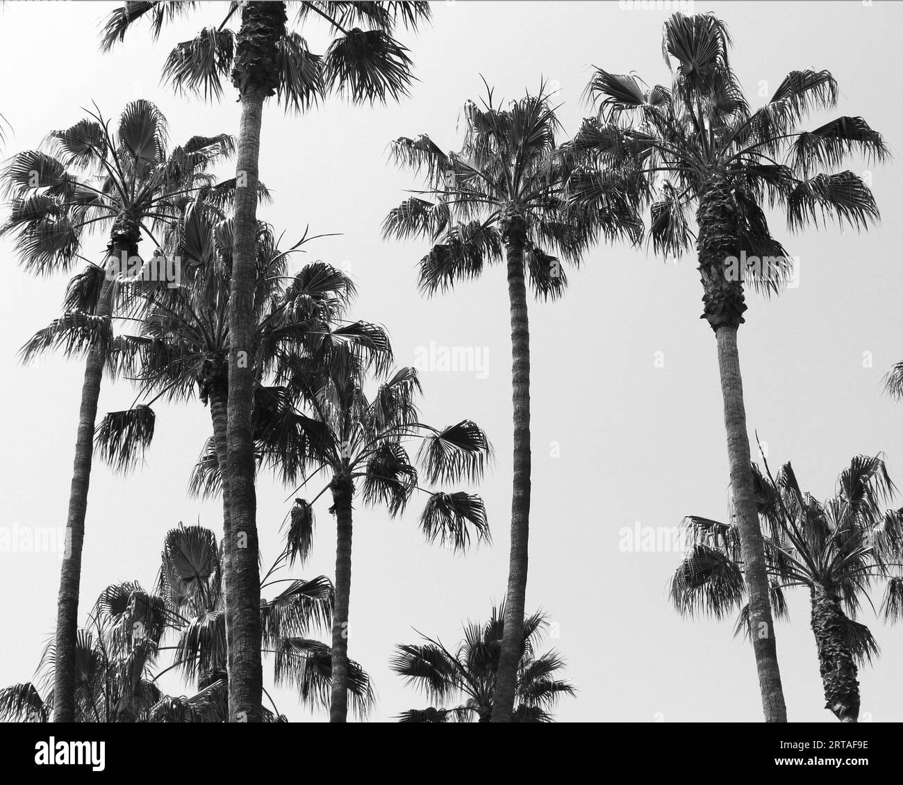 palm trees silhouettes, Palm trees with silhouette in Santa Barbara, California Stock Photo