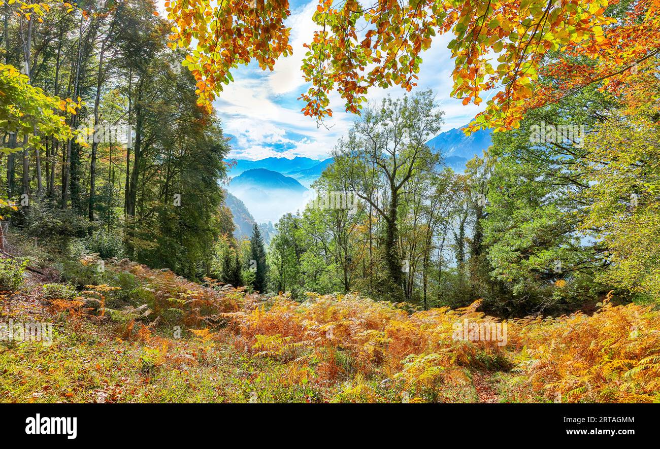 Outstanding  autumn viewof forest in suburb of Stansstad city with mountaines and fog. Poppular travel destination in Swiss Alps.   Location: Stanssta Stock Photo