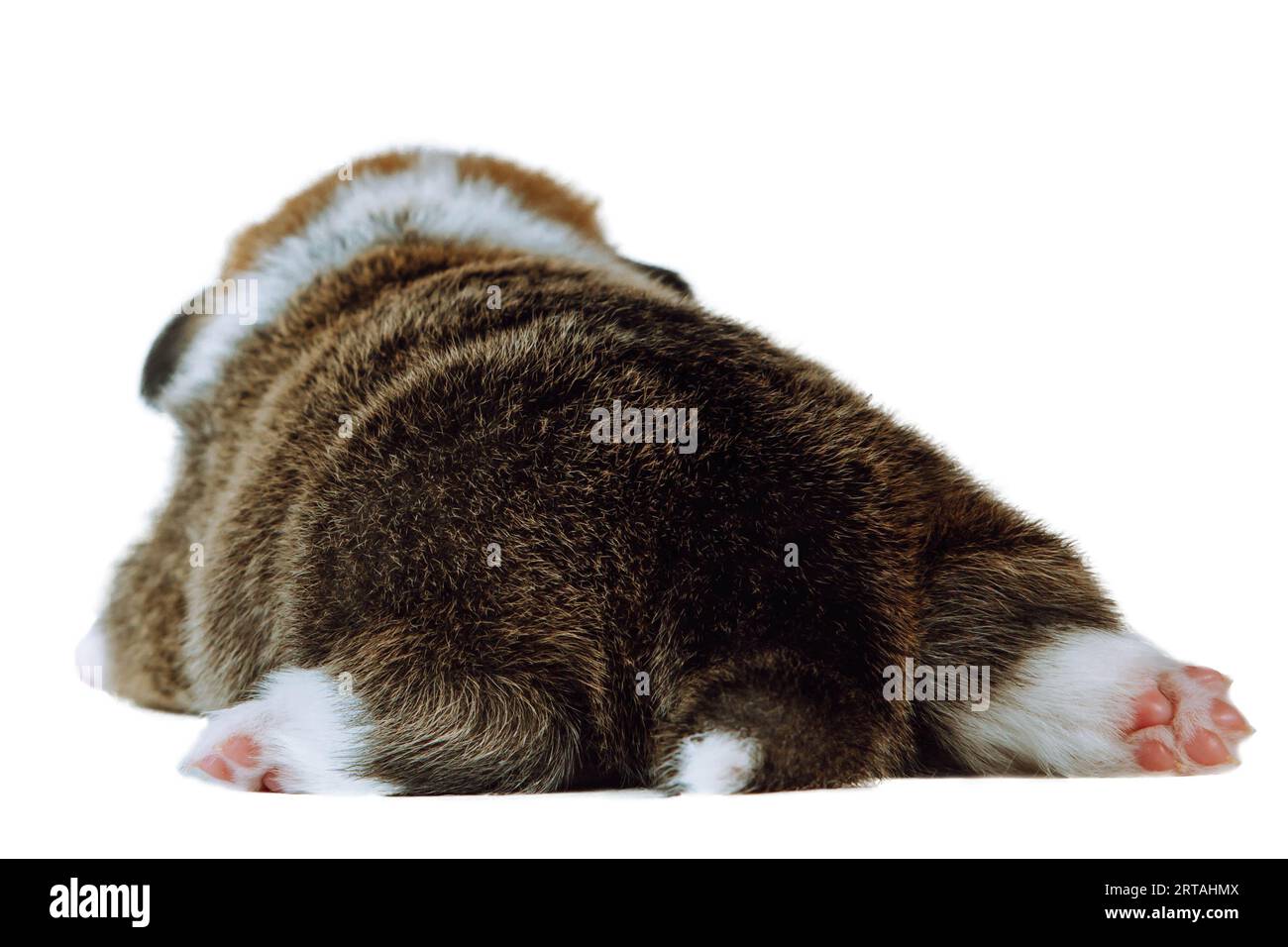 Back view of lovely brown white two-month-old puppy of dog welsh pembroke corgi lying sleeping resting, showing pink paws on white background. Pet lov Stock Photo