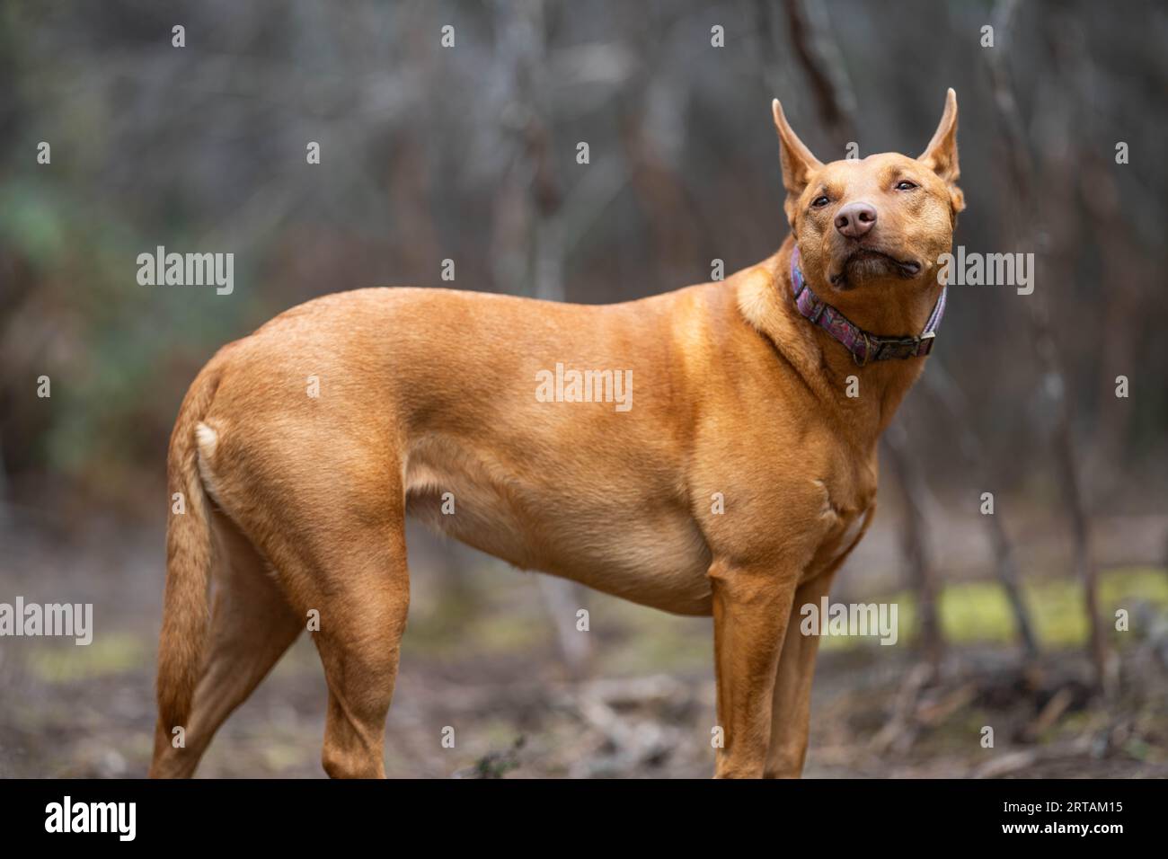 Kelpie ridgeback best sale