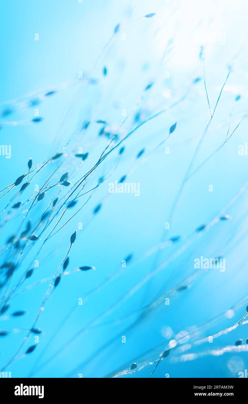 Soft texture hi-res stock photography and images - Alamy