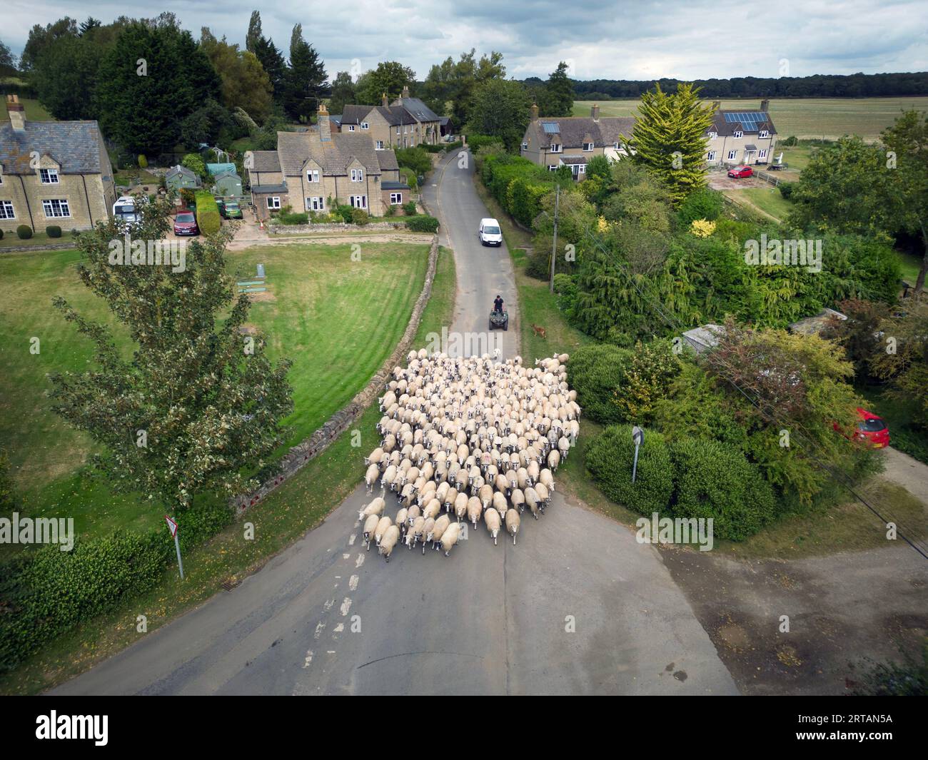 11th September 2023  Shepherd moving ewes down the road Stock Photo