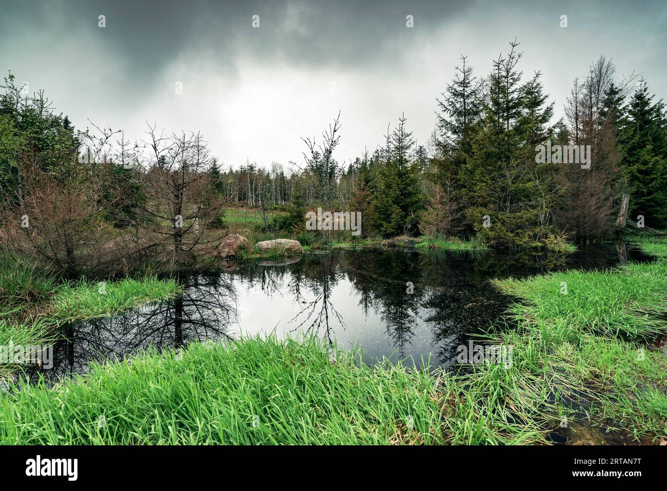 black forest national park germany
