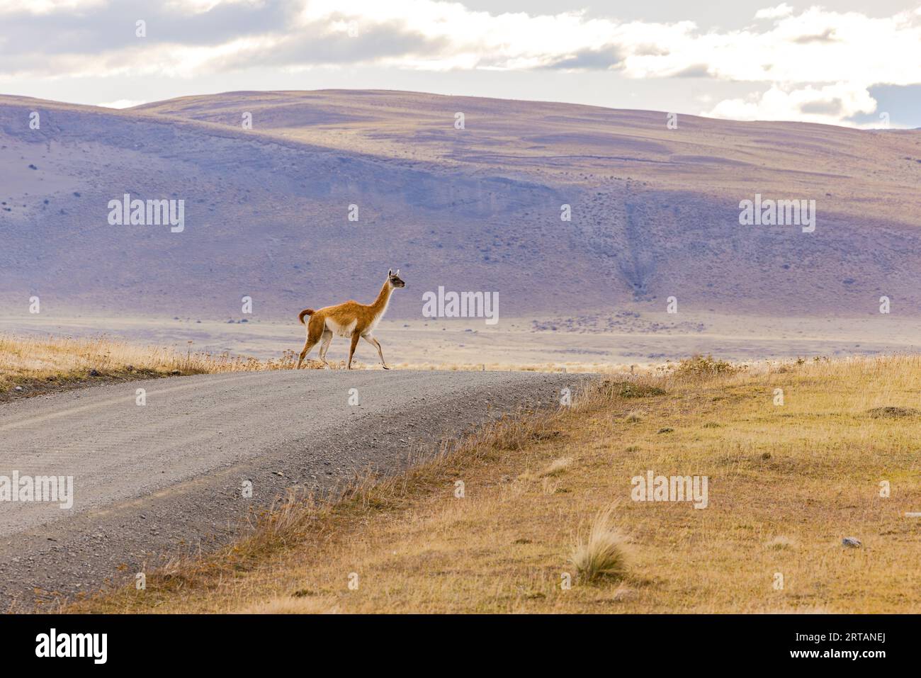 A single wild guanaco crosses a gravel road in the pampas of Patagonia, Chile, South America Stock Photo