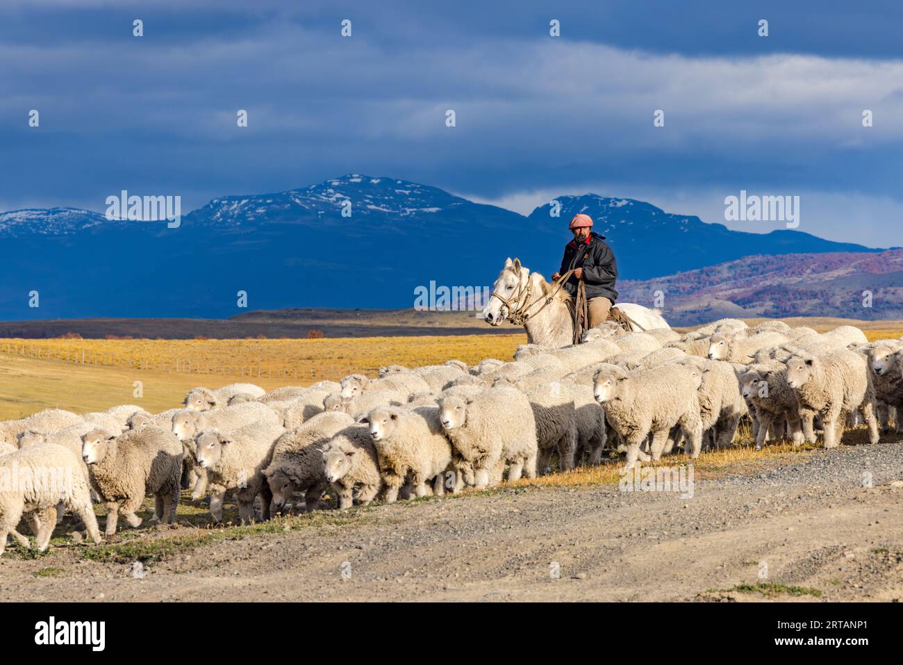A traditional gaucho on horseback driving sheep at an estancia farm in Chile, Patagonia Stock Photo