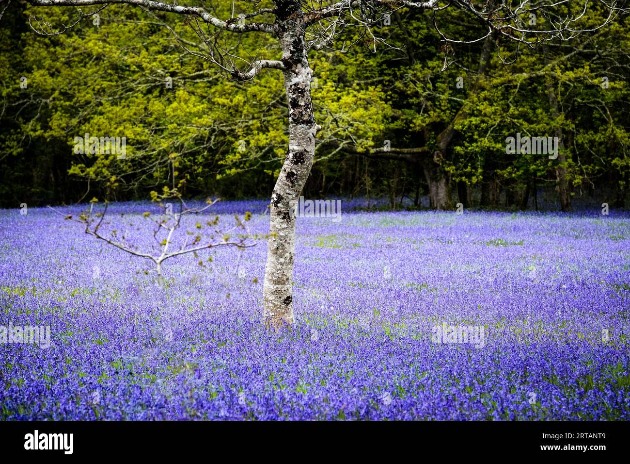 A Silver Birch tree Betula pendula growing in a field of Common English Bluebells Hyacinthoides non-script in the quiet  historic Parc Lye area in Eny Stock Photo