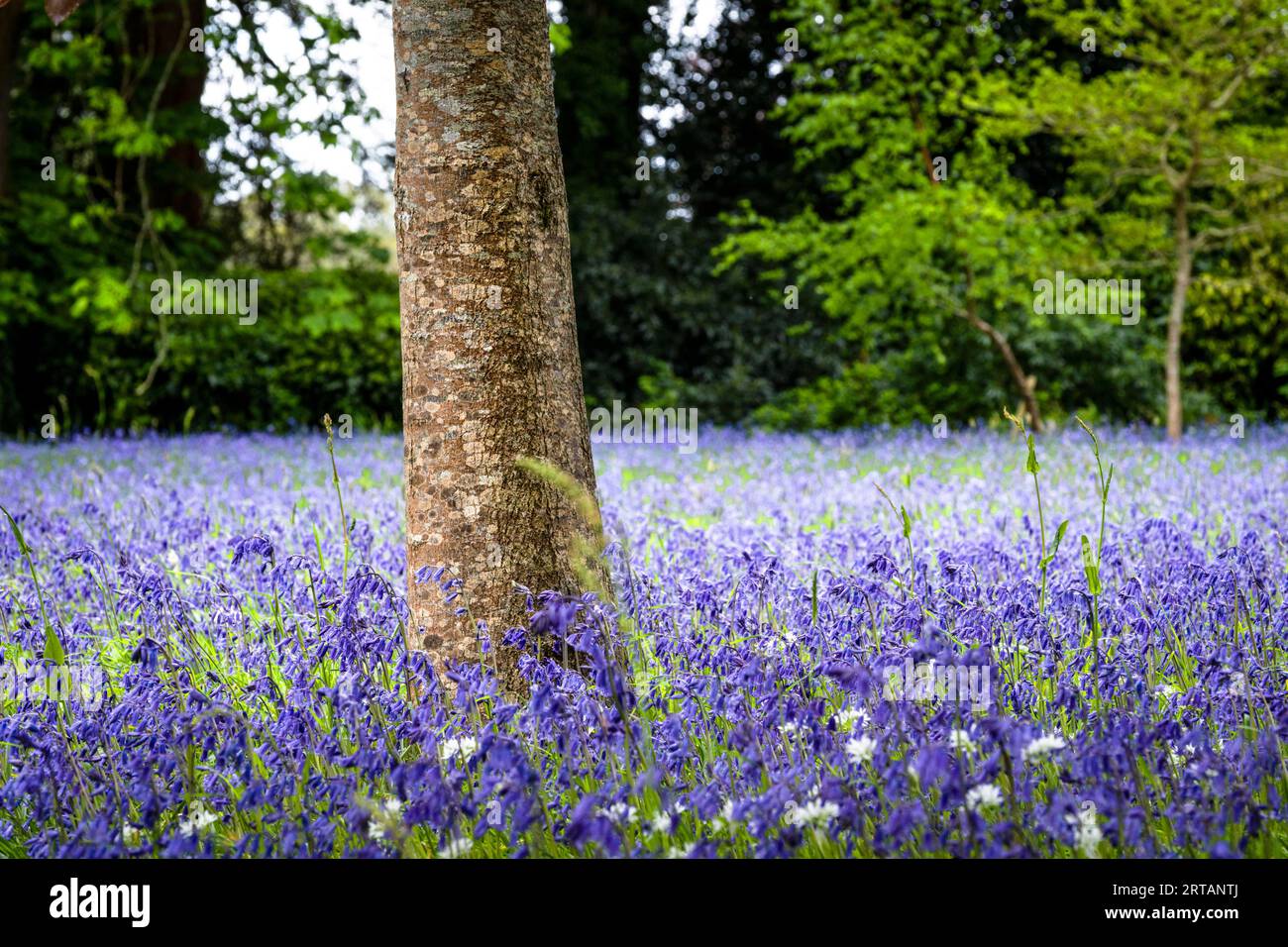 A field of Common English Bluebells Hyacinthoides non-scripta in the quiet historic Parc Lye area in Enys Gardens in Penryn in Cornwall in the UK. Stock Photo