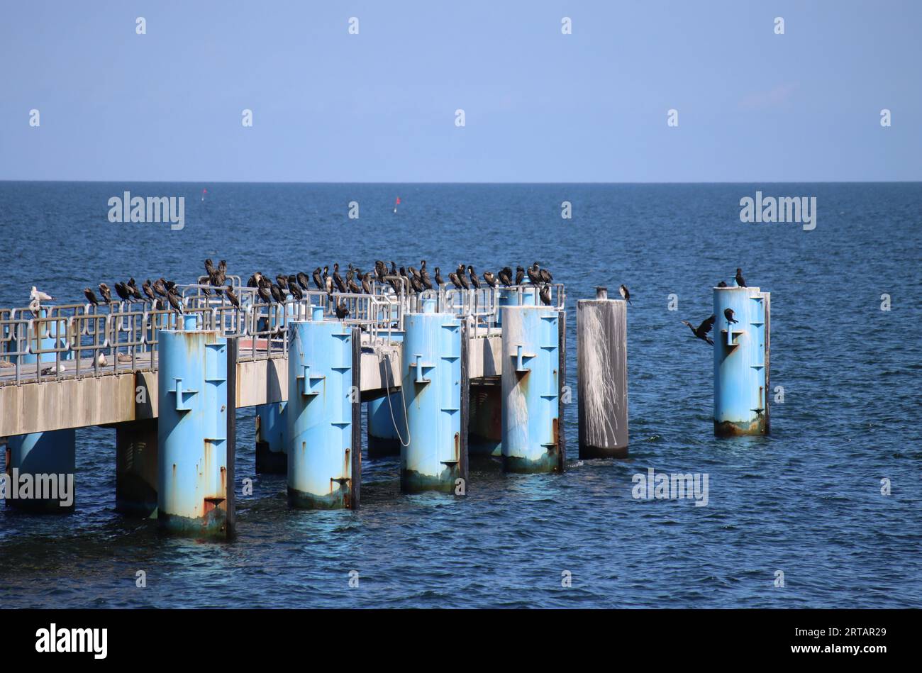 Cormorants at the pier of Sellin on the Baltic Sea island of Rügen Stock Photo