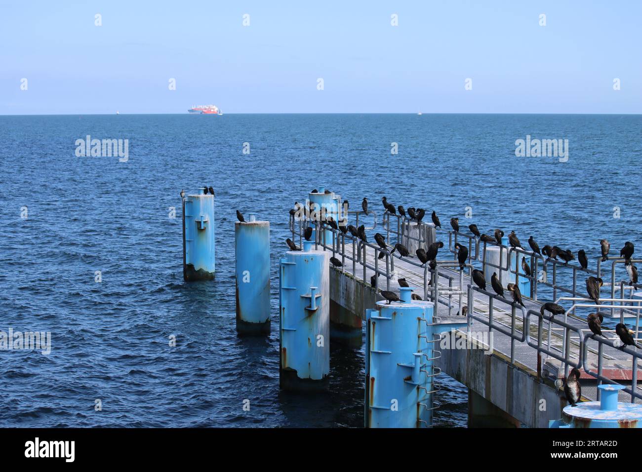 Cormorants at the pier of Sellin on the Baltic Sea island of Rügen Stock Photo