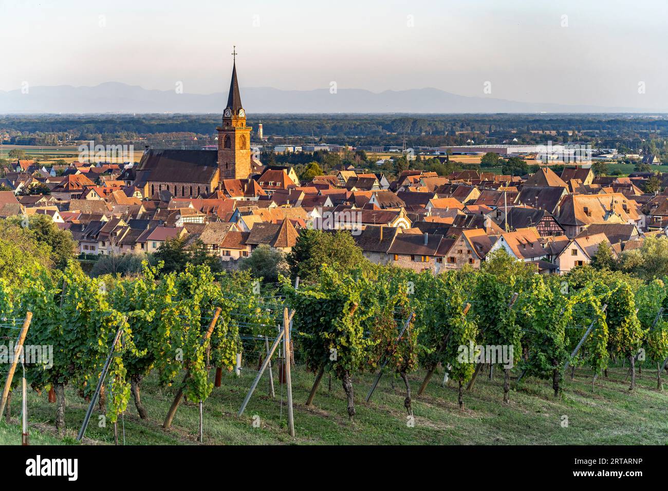 Weinberg vor der Stadtansicht Bergheim, Elsass, Frankreich  |  vineyard and cityscape Bergheim, Alsace, France Stock Photo
