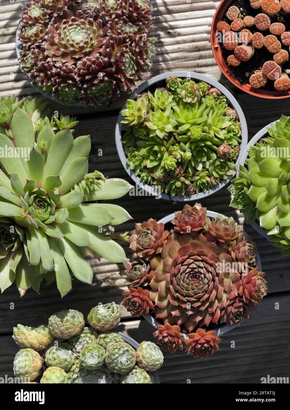 House leek varieties Stock Photo Alamy