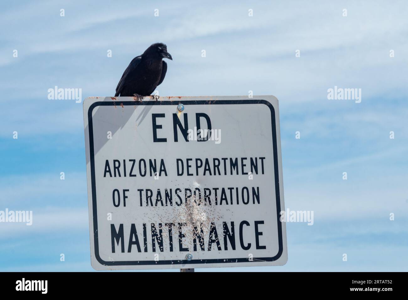 Crow perched on a maintenance sign riddled with buckshot impacts in the