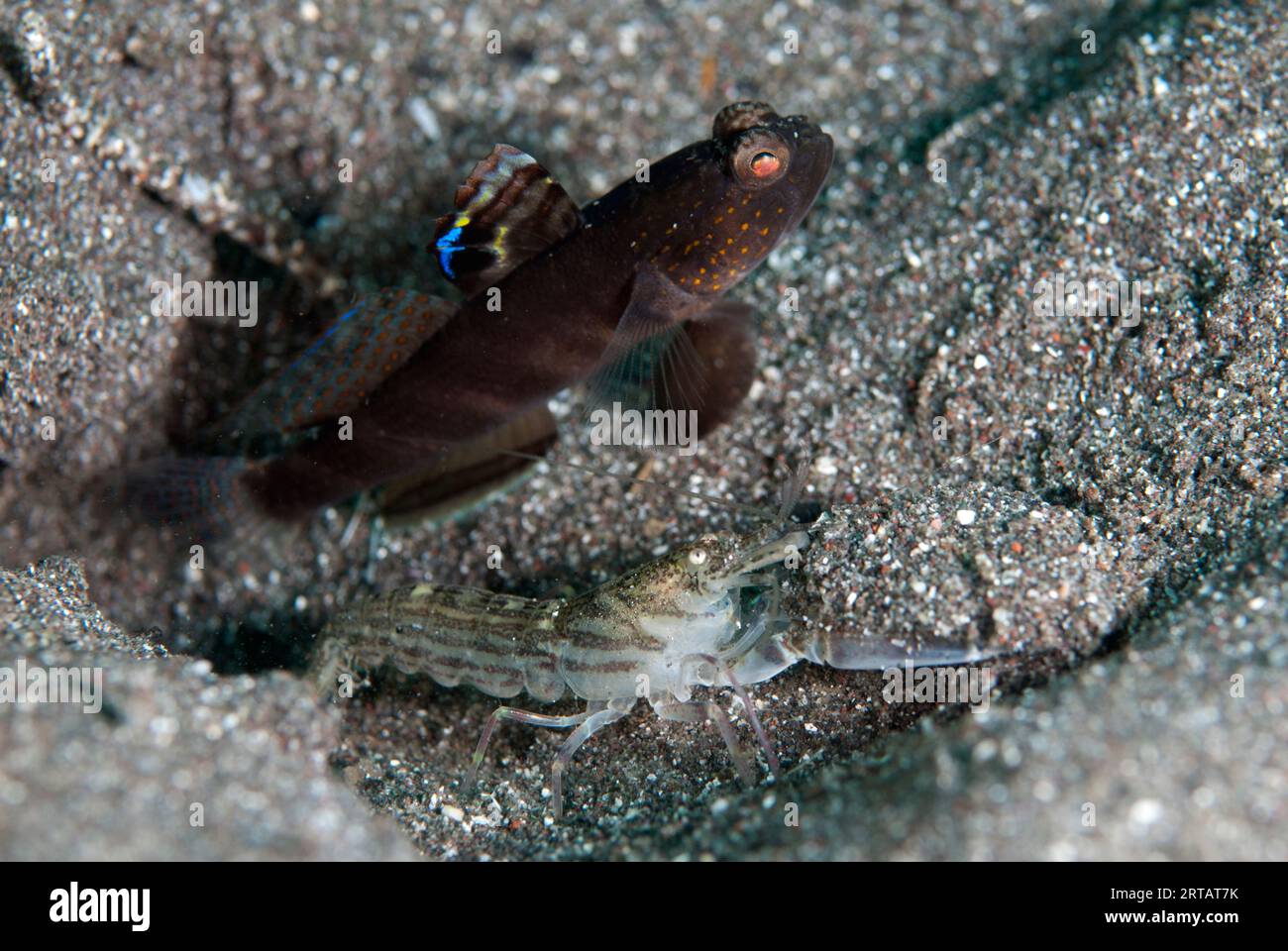 Flagfin Shrimpgoby, Mahidolia mystacinus, with Snapping Shrimp, Alpheus sp, on sand by hole, Aer Bajo dive site, Lembeh Straits, Sulawesi, Indonesia Stock Photo