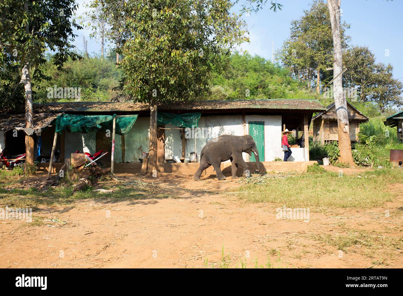 Chiang Rai, Thailand; 1st January 2023: A house in the mountains of Chiang Mai with an elephant walking in the garden. Stock Photo