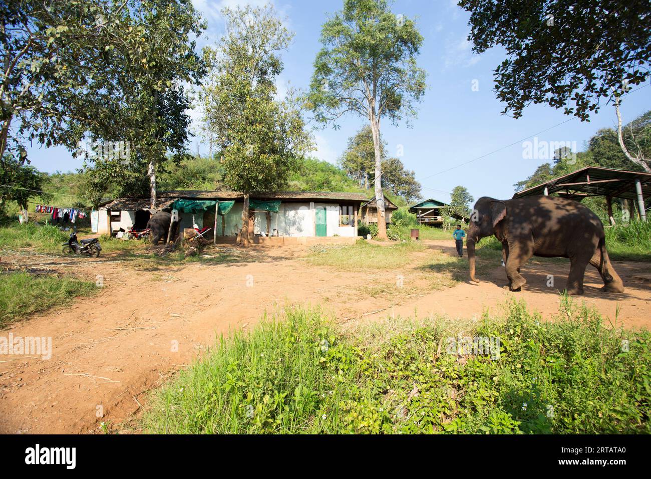 Chiang Rai, Thailand; 1st January 2023: A house in the mountains of Chiang Mai with an elephant walking in the garden. Stock Photo