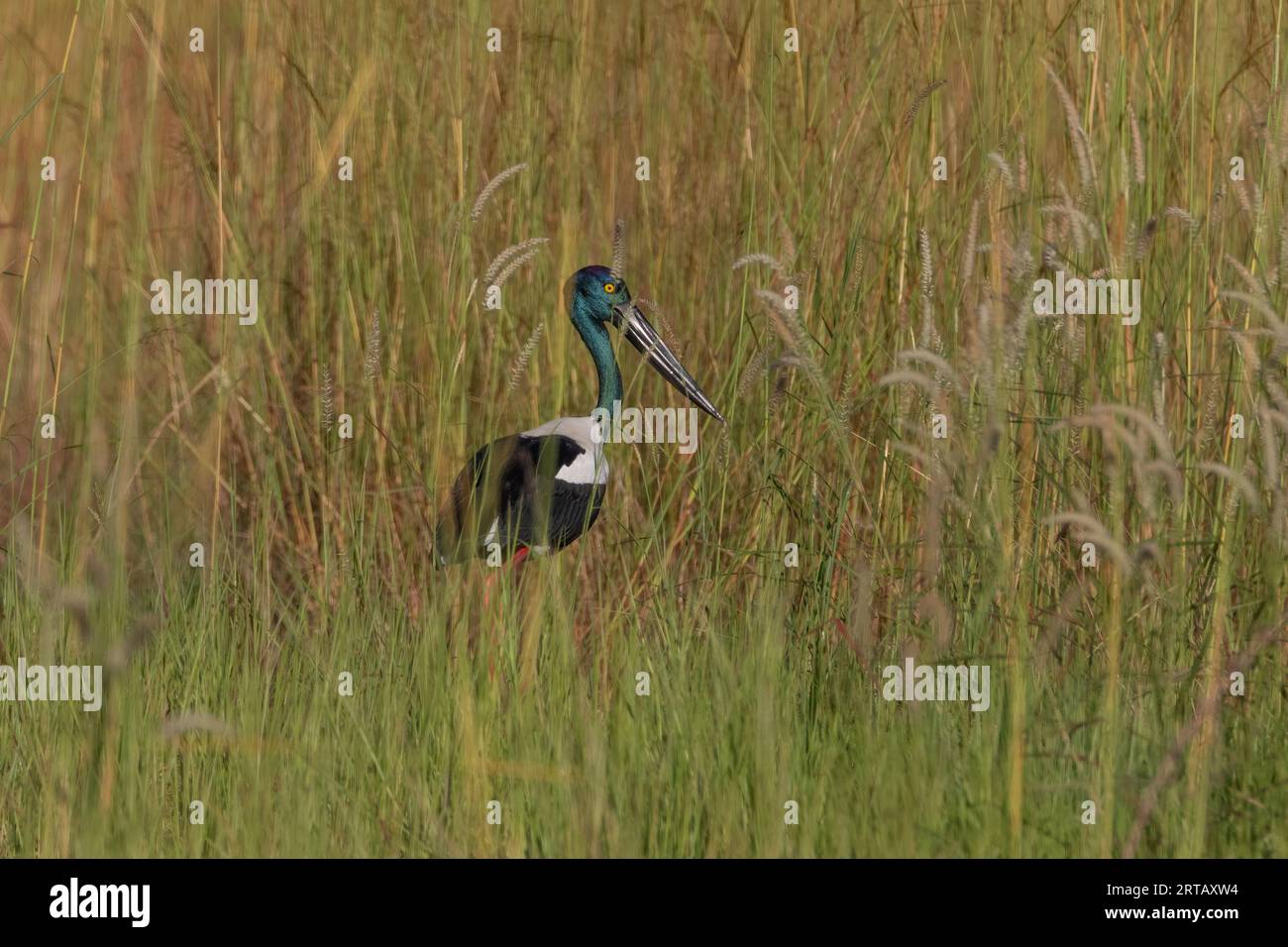 A female Black-Necked Stork slinks into the long spear grass. Northern Territory, Australia. Stock Photo