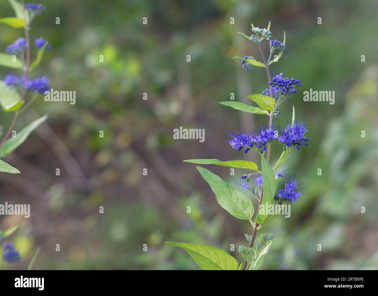 Caryopteris, genus of flowering plants in the family Lamiaceae. Caryopteris Ornamental plant with blue flowers 2 Stock Photo