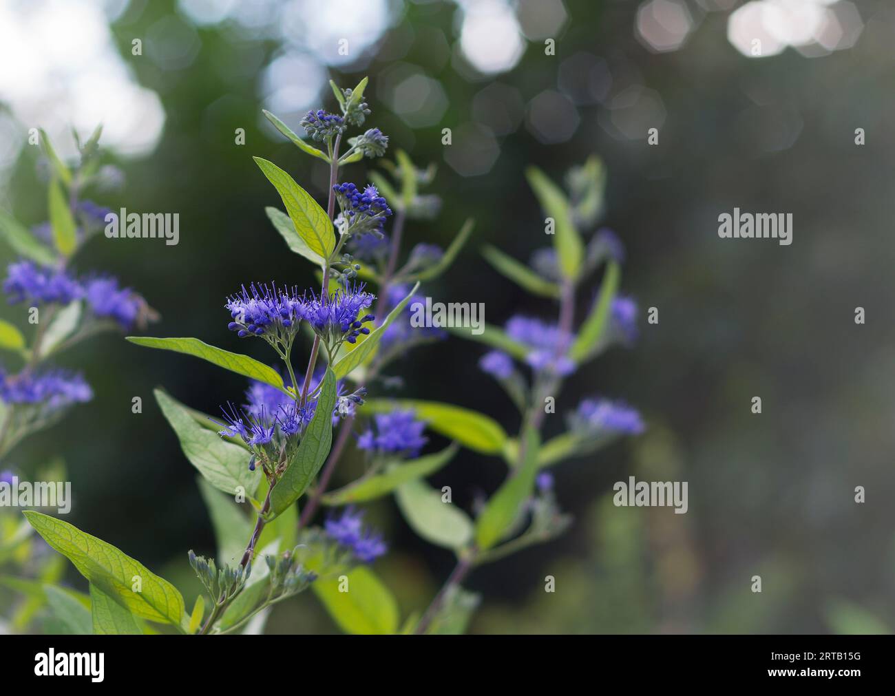 Caryopteris, genus of flowering plants in the family Lamiaceae. Caryopteris Ornamental plant with blue flowers. Stock Photo