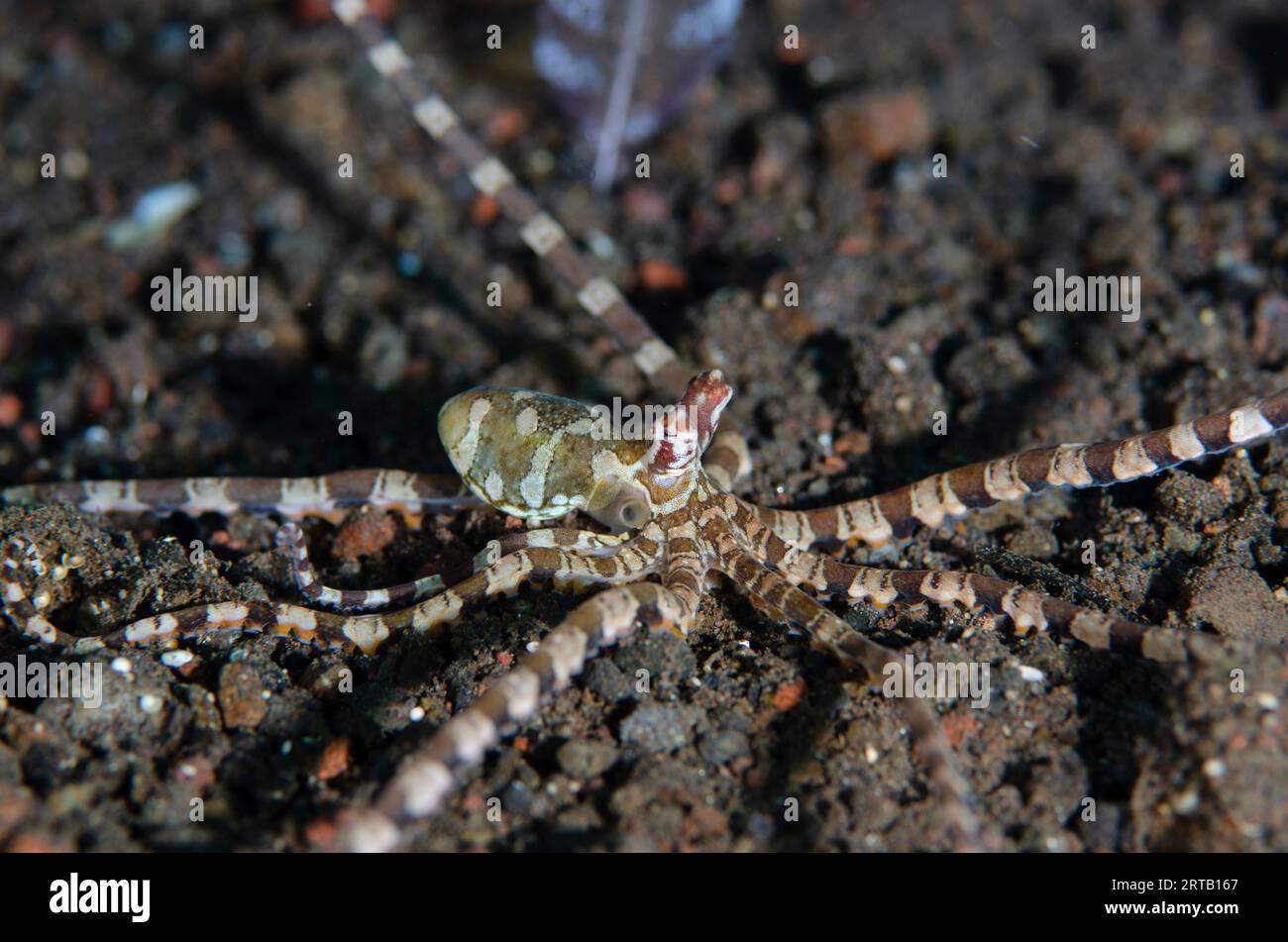 Banded octopus hi-res stock photography and images - Alamy