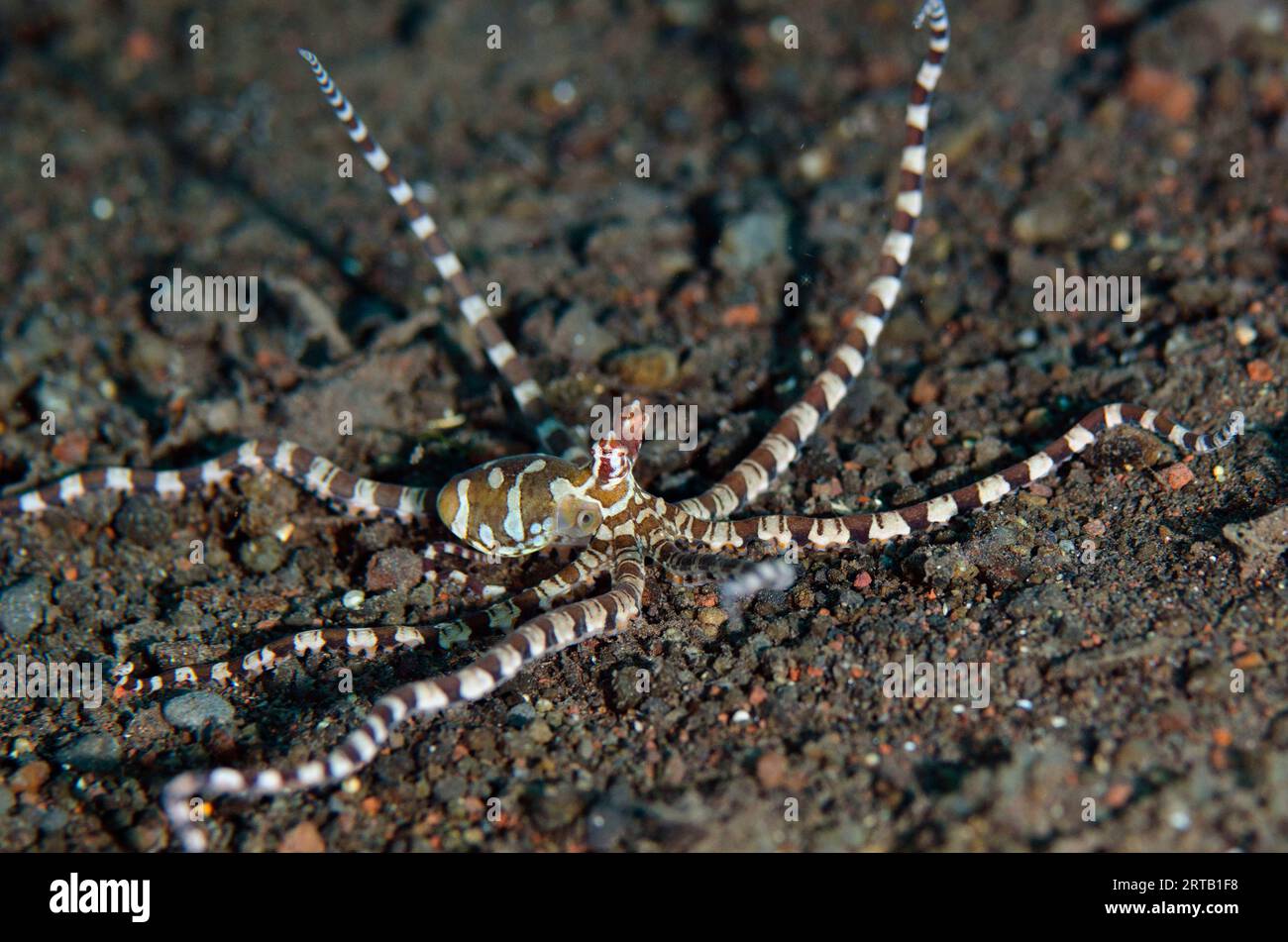 Banded octopus hi-res stock photography and images - Alamy