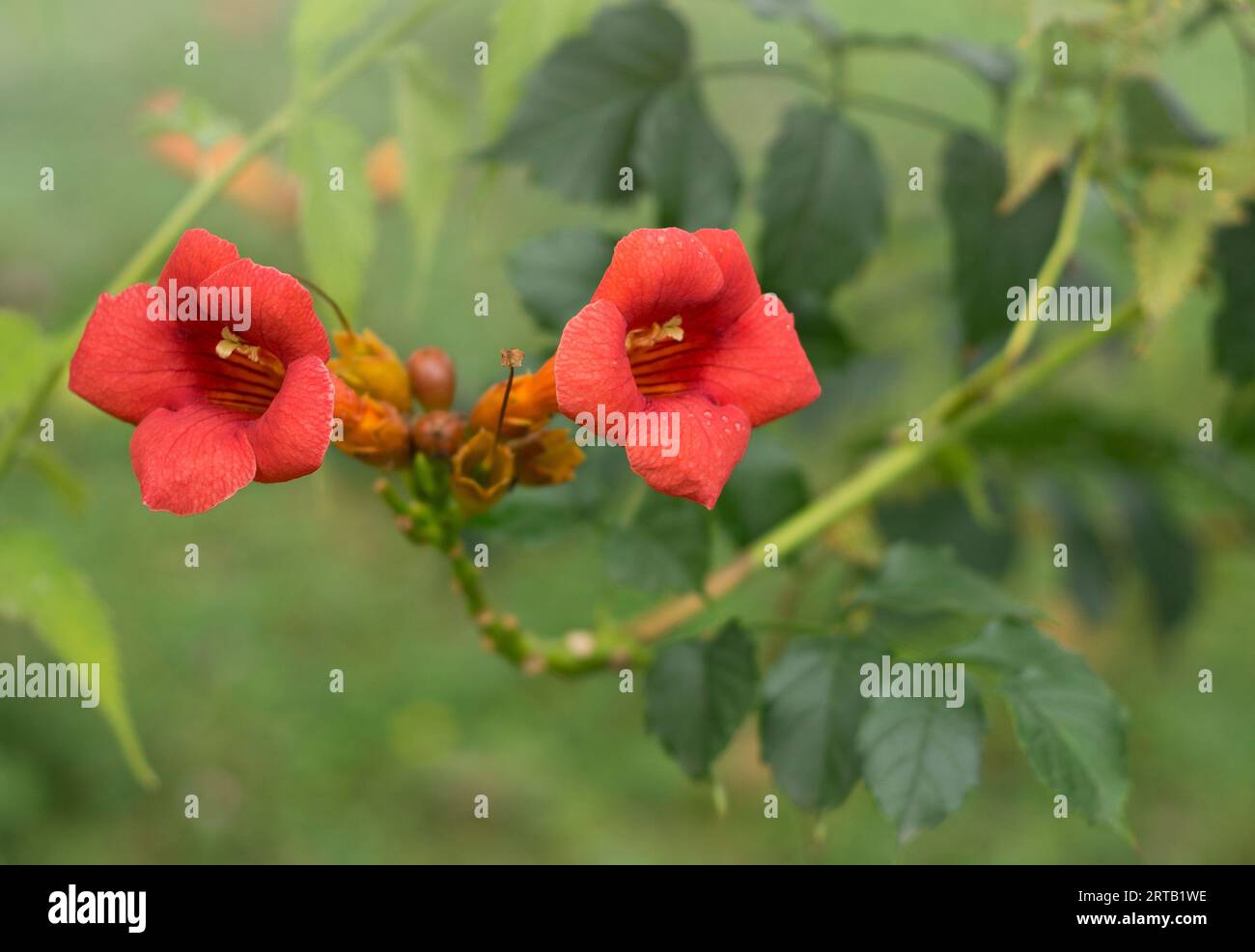Red blossom of trumpet vine, trumpet creeper or campsis radicans on a sunny summer day on the blurred green nature background Stock Photo
