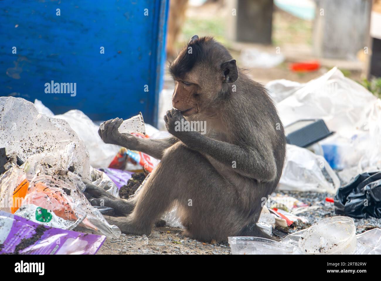 A macaque looks for food in the garbage dumped from a barrel Stock Photo
