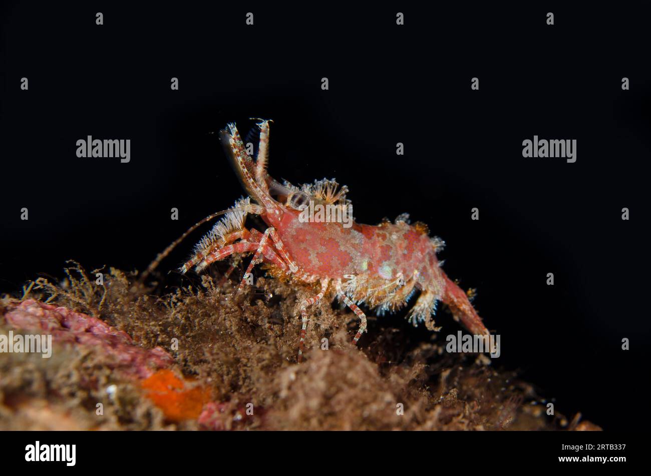 Saron Shrimp, Saron marmoratus, Melasti dive site, Seraya, Karangasem, Bali, Indonesia Stock Photo