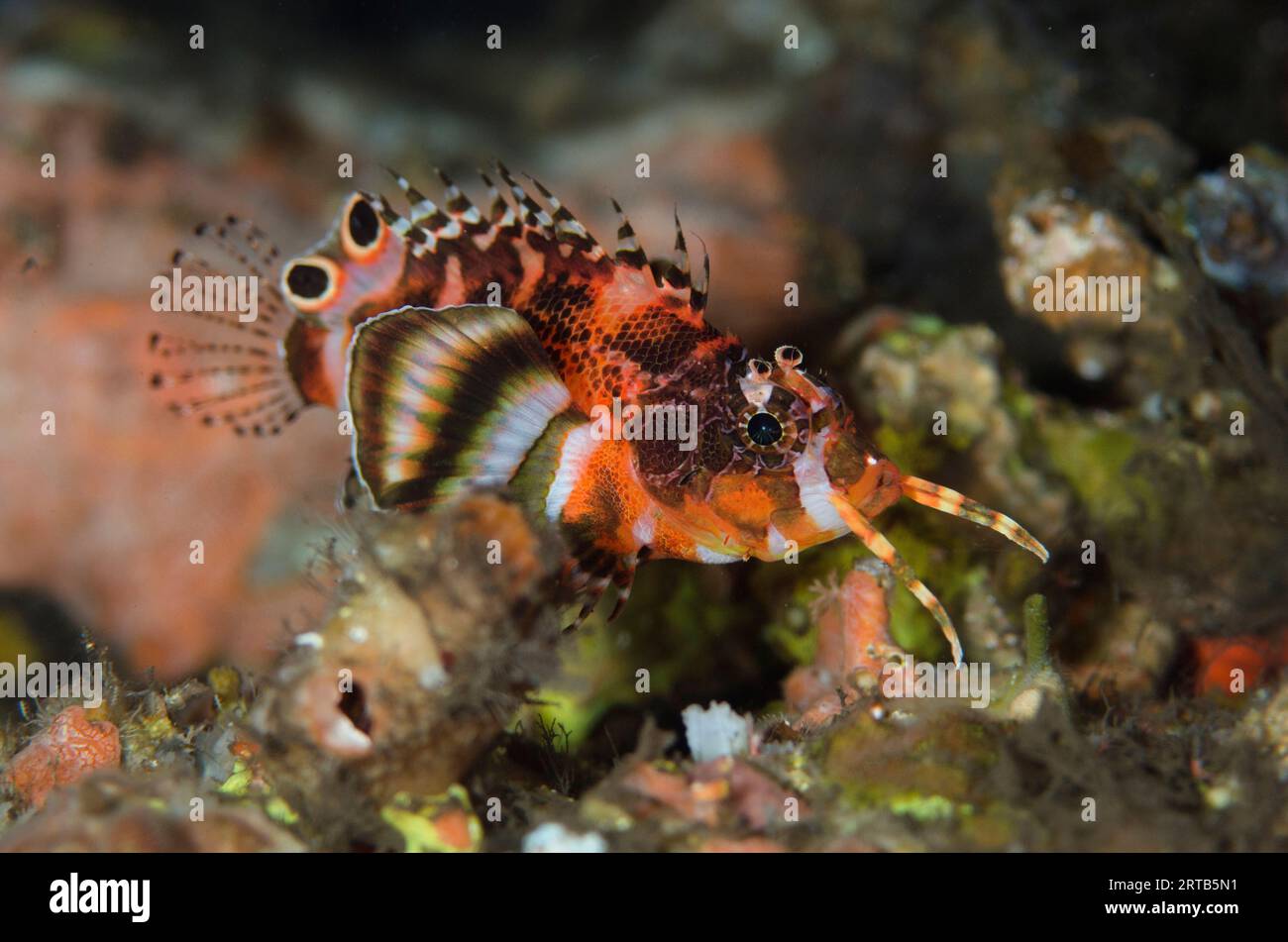 Twinspot Lionfish, Dendrochirus biocellatus, Dropoff dive site, Seraya, Karangasem, Bali, Indonesia Stock Photo