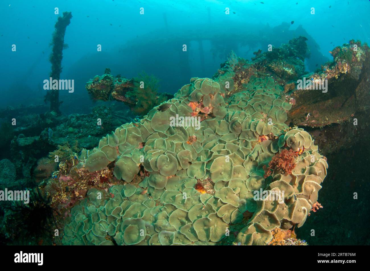 Corallimorphs, Platyzoanthus mussoides, on exterior of wreck, Liberty Wreck dive site, Tulamben, Karangasem, Bali, Indonesia Stock Photo
