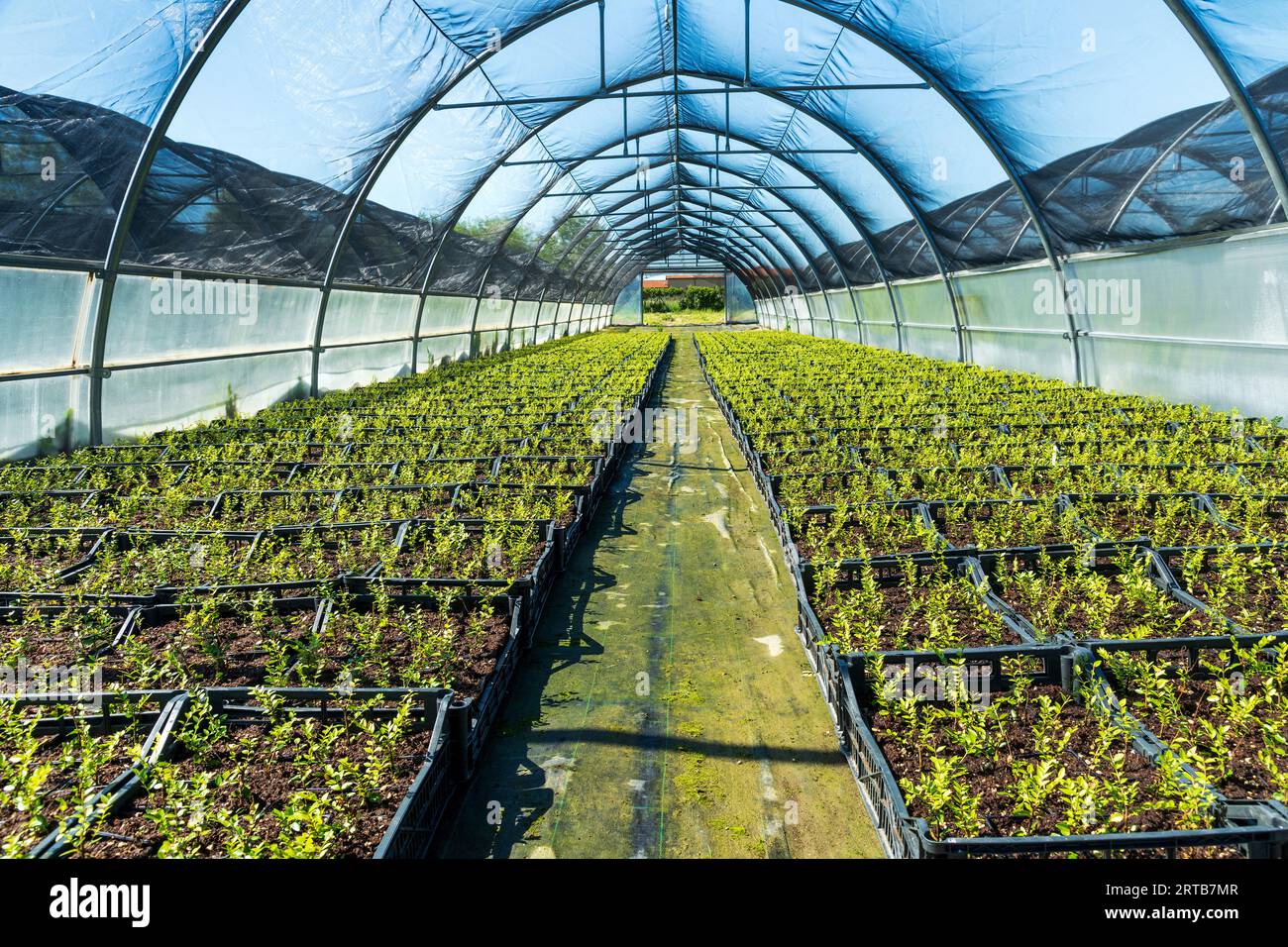 Perspective view of rows of verdant plants growing on soil in hothouse on sunny day Stock Photo