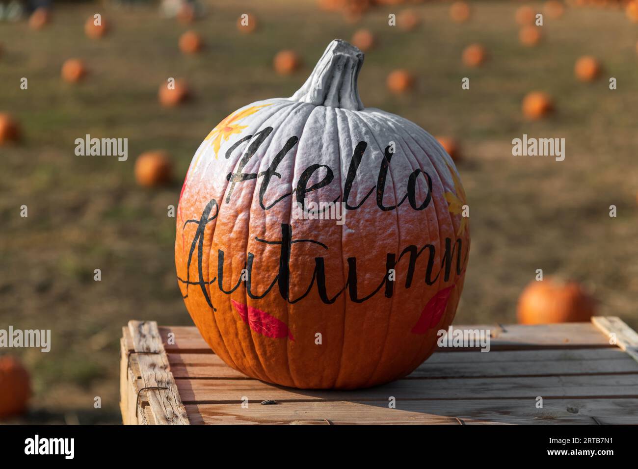 Ripe orange pumpkin with Hello Autumn inscription placed on wooden table on blurred background of farm field Stock Photo