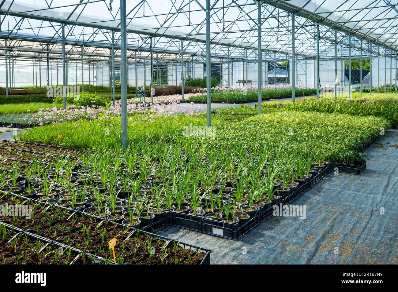 Rows of fresh green seedlings with sprouts and violet flowers in pots and boxes growing in spacious hydroponic hothouse in spring Stock Photo