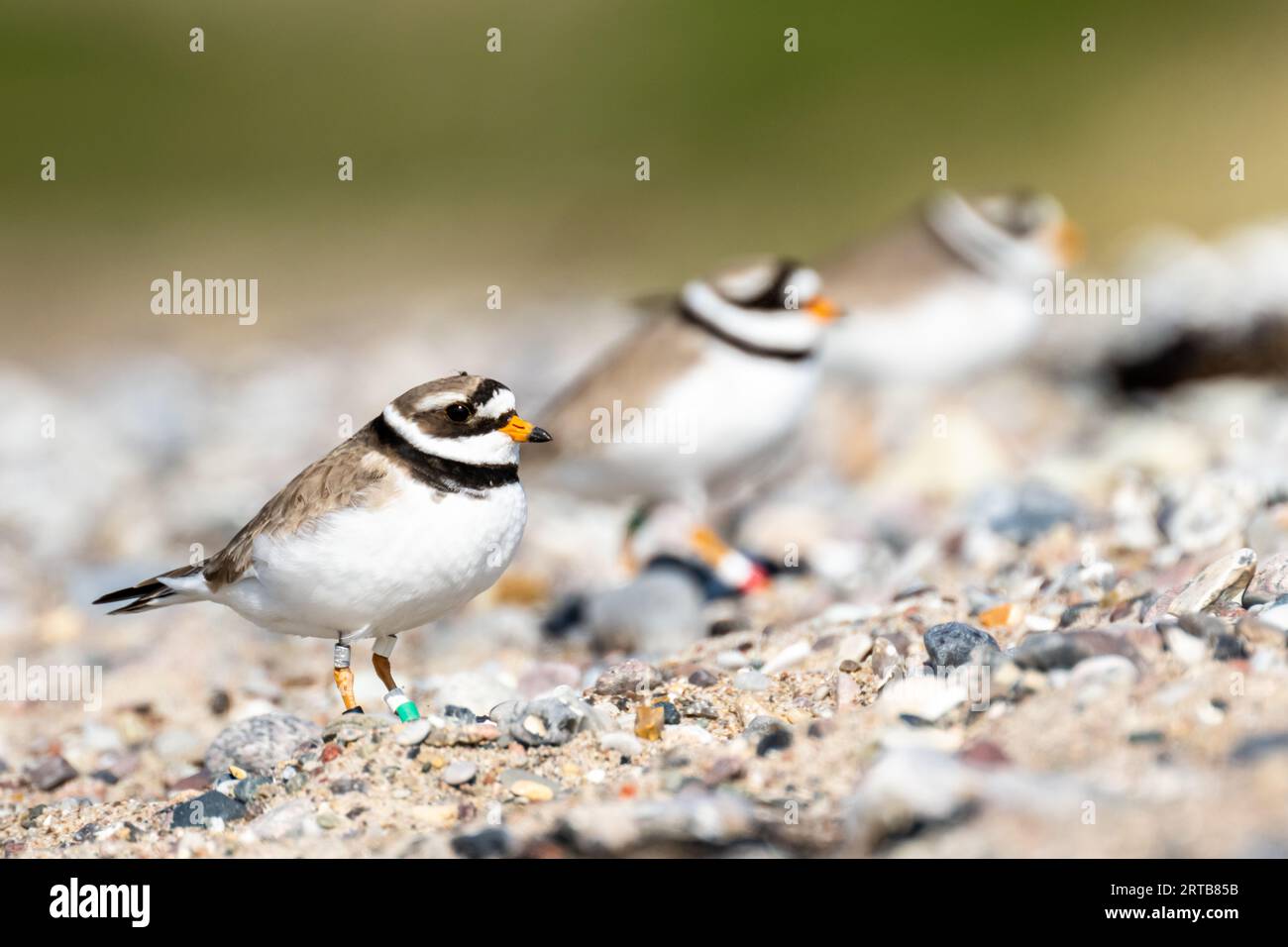 Three ringed plovers (Charadrius hiaticula) on a beach on the Baltic ...