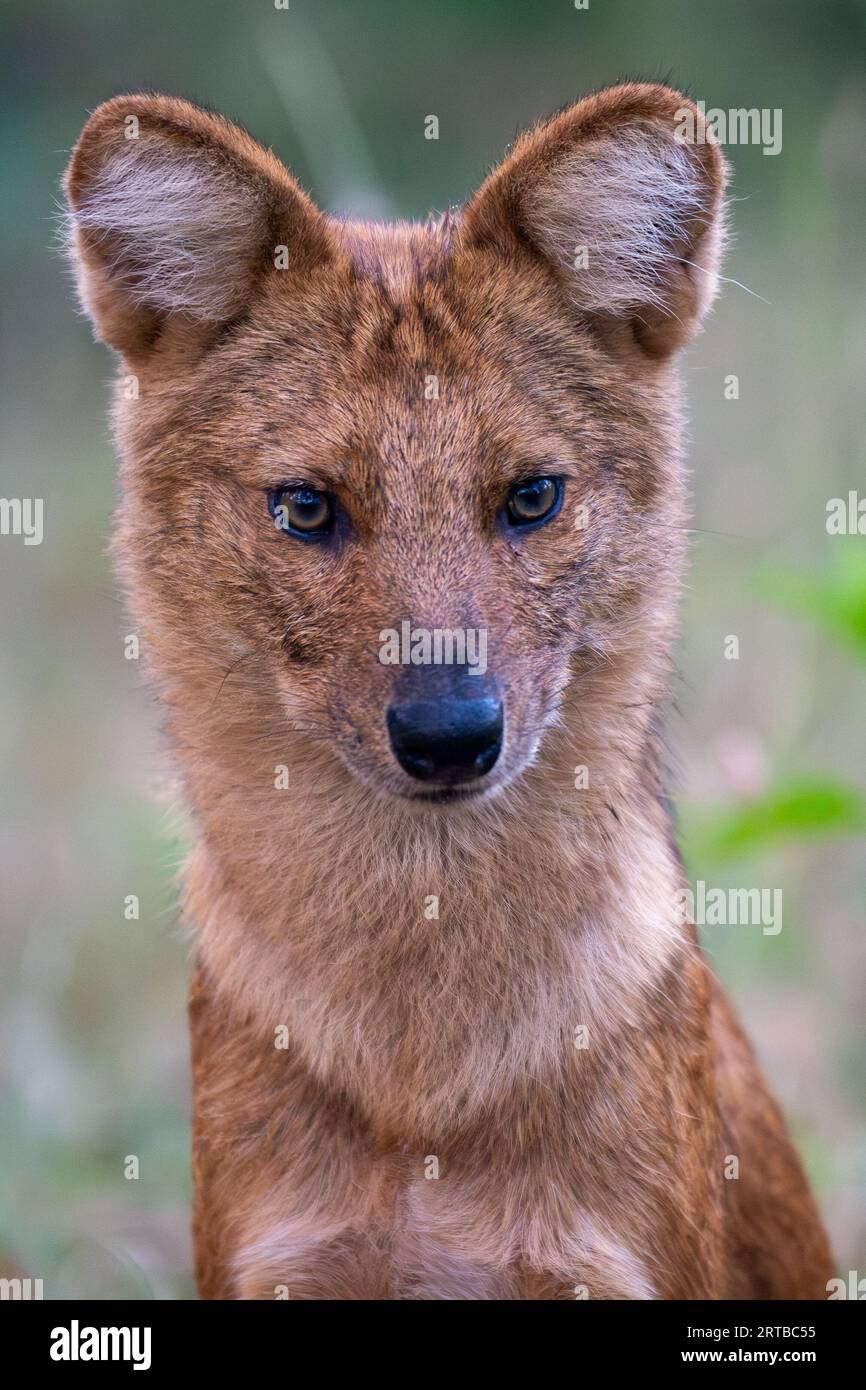 Wild Dogs Hunting - Bandipur, Karnataka, India Stock Photo