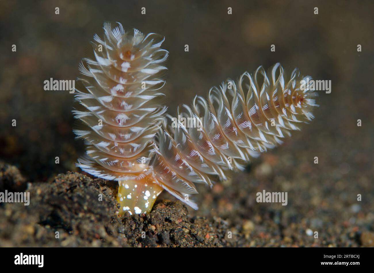 California Horseshoe Worm, Phoronopsis californica, Segara dive site, Seraya, Karangasem, Bali, Indonesia Stock Photo