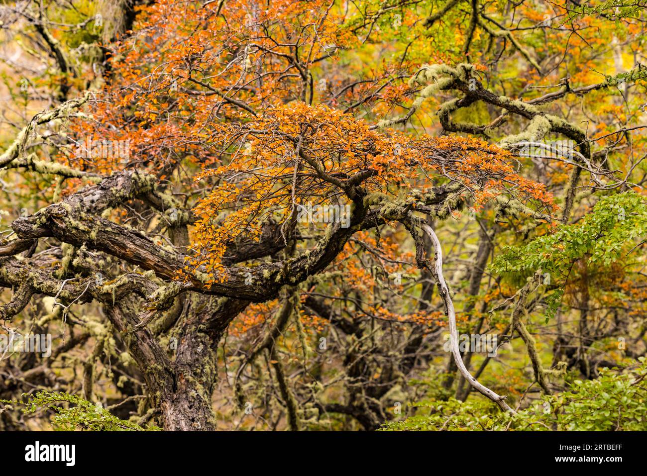 Deciduous trees and leaves in autumn colors in southern beech forest in southern Patagonia, Chile, South America Stock Photo