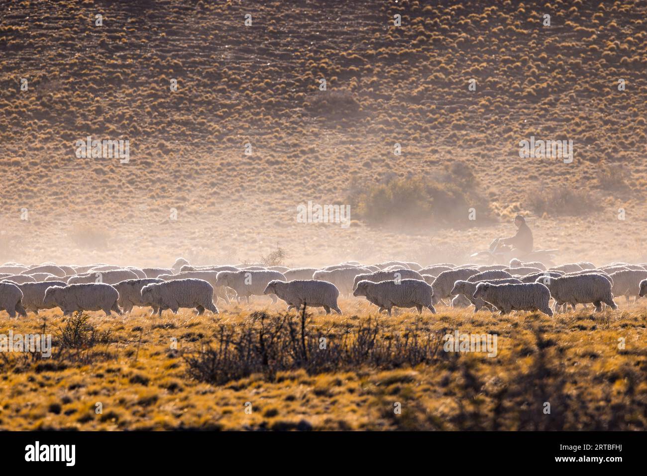 A gaucho on a motorcycle drives a herd of sheep together on an estancia against the light, Argentina, Patagonia Stock Photo
