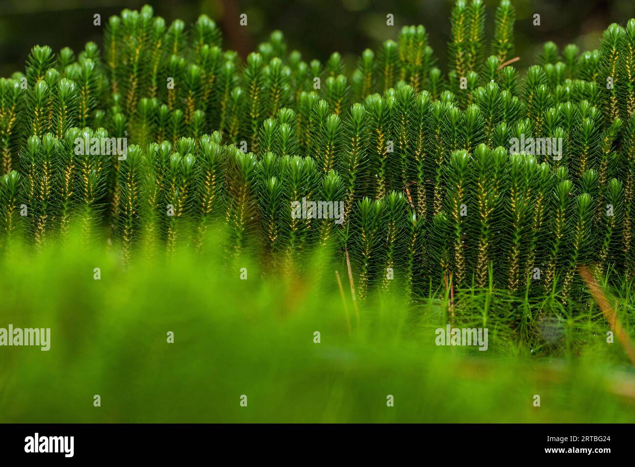 fir clubmoss, mountain clubmoss, fir-clubmoss (Huperzia selago, Lycopodium selago), group with sporangia, Netherlands, Drenthe Stock Photo