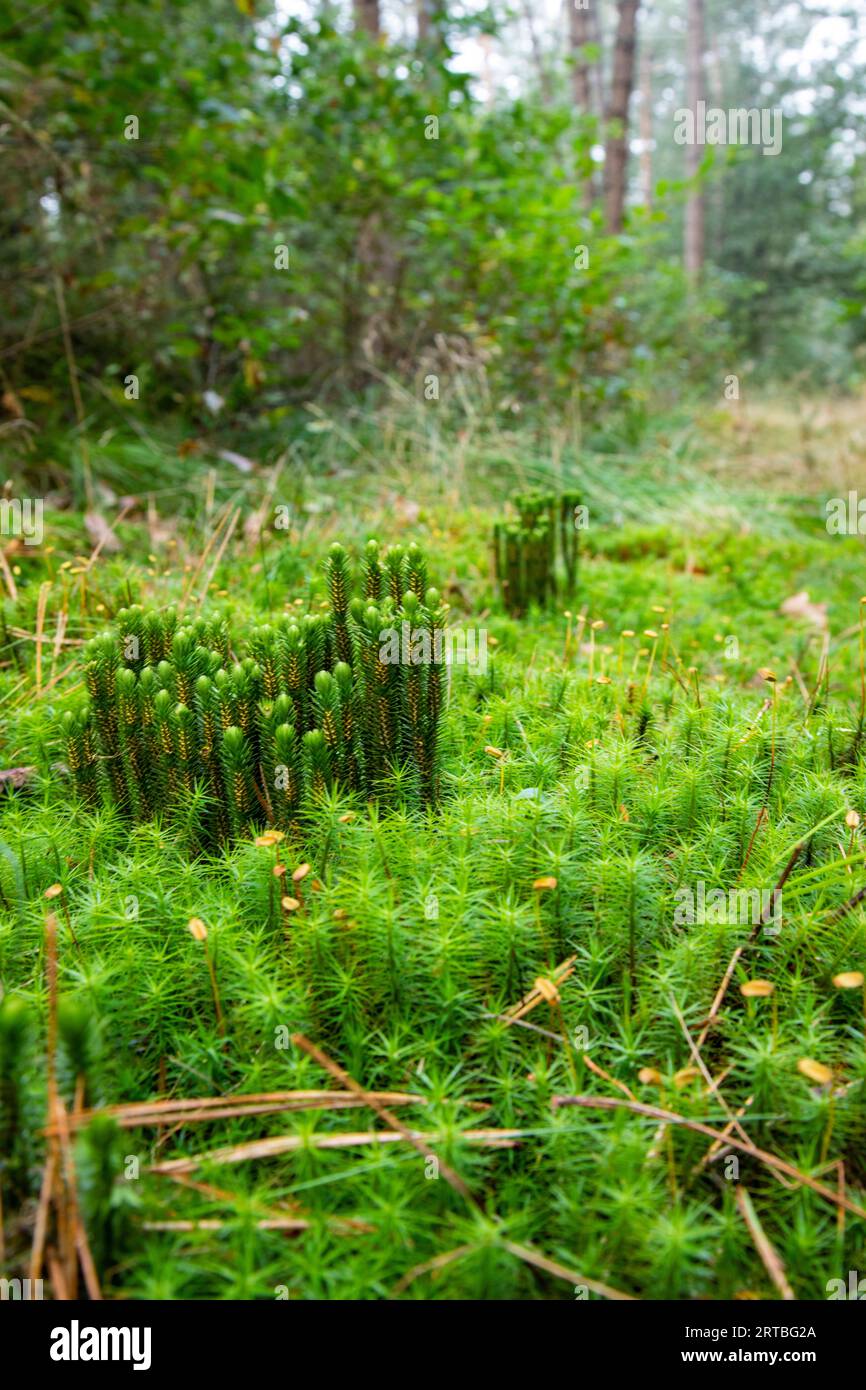 fir clubmoss, mountain clubmoss, fir-clubmoss (Huperzia selago, Lycopodium selago), side view, with sporangia, Netherlands, Drenthe Stock Photo