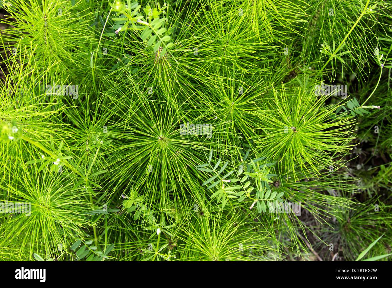 great horsetail, northern giant horsetail (Equisetum telmateia, Equisetum telmateja, Equisetum maximum), group, Netherlands, Limburg Stock Photo