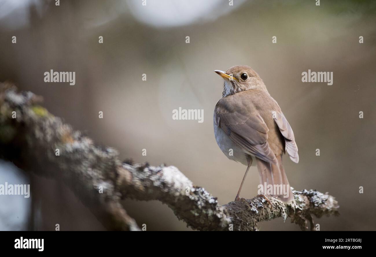 Bicknell's thrush (Catharus bicknelli), sitting on a branch, USA Stock Photo