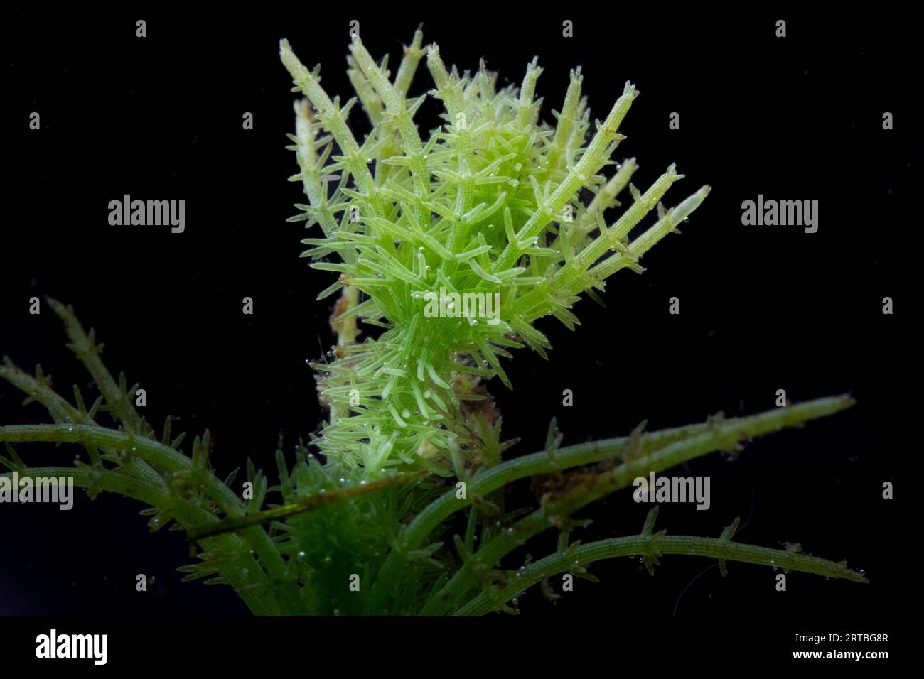 Bristly Stonewort (Chara hispida), stem, Netherlands, Northern Netherlands Stock Photo