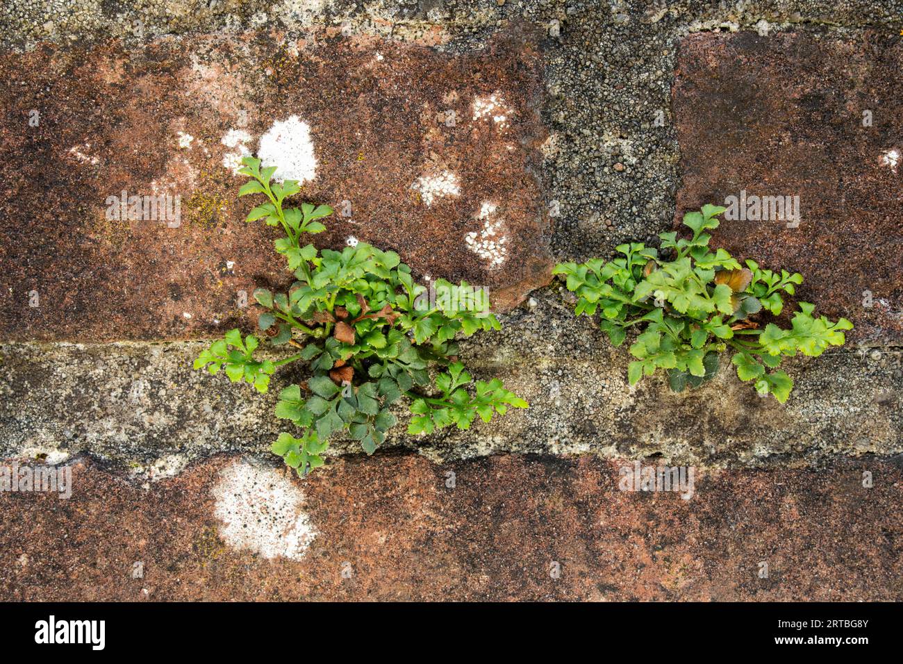 Wallrue spleenwort (Asplenium ruta-muraria), in a wall, Netherlands, Frisia Stock Photo