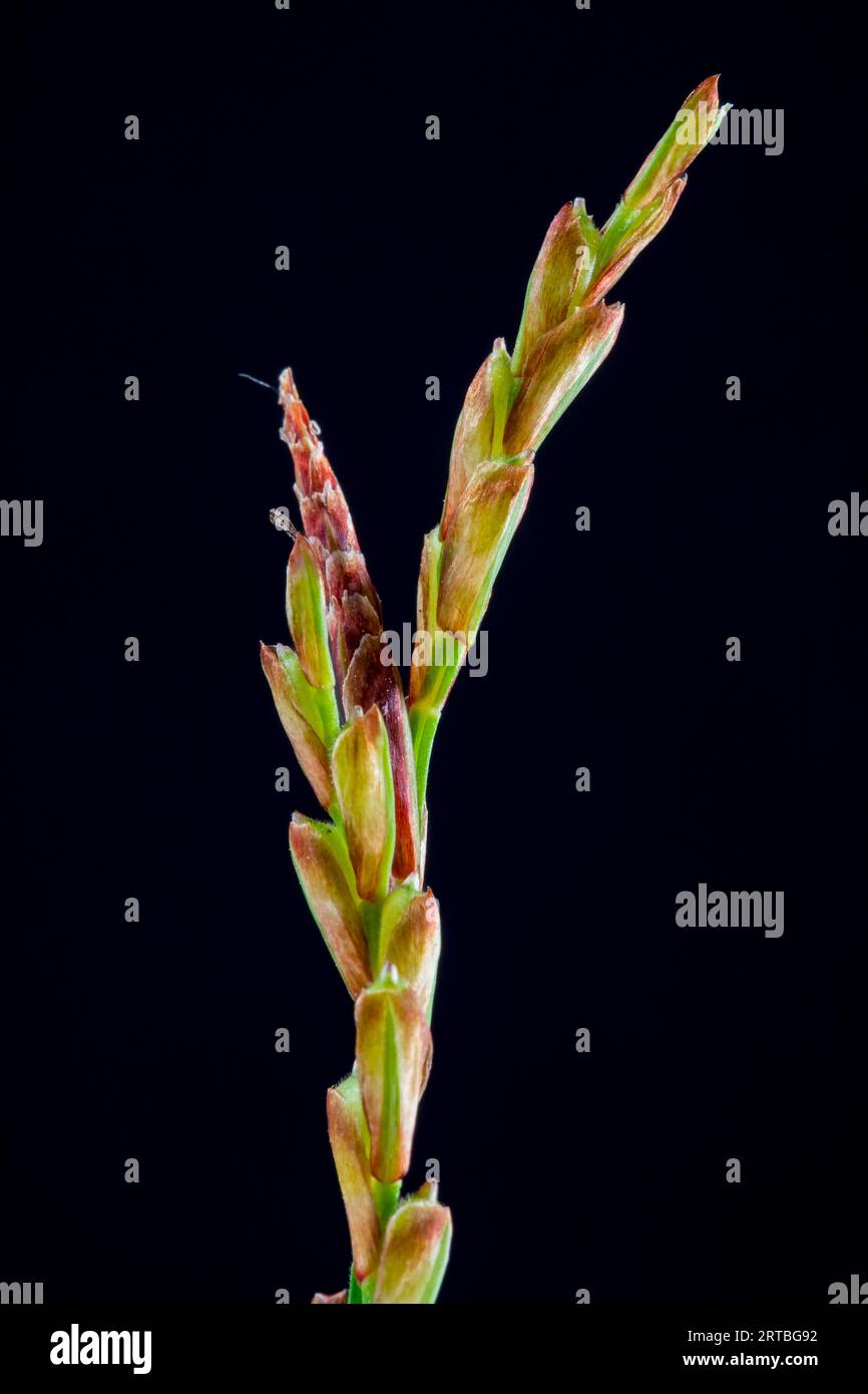 Sedge Inflorescence fingered sedge (Carex digitata), inflorescence against black background ...
