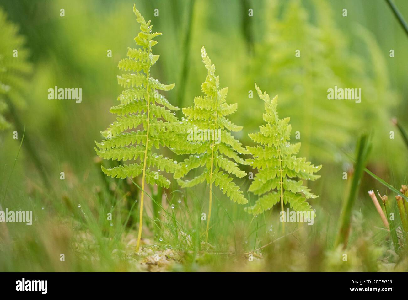 marsh fern, eastern marsh fern (Thelypteris palustris), fronds, Netherlands, Frisia Stock Photo