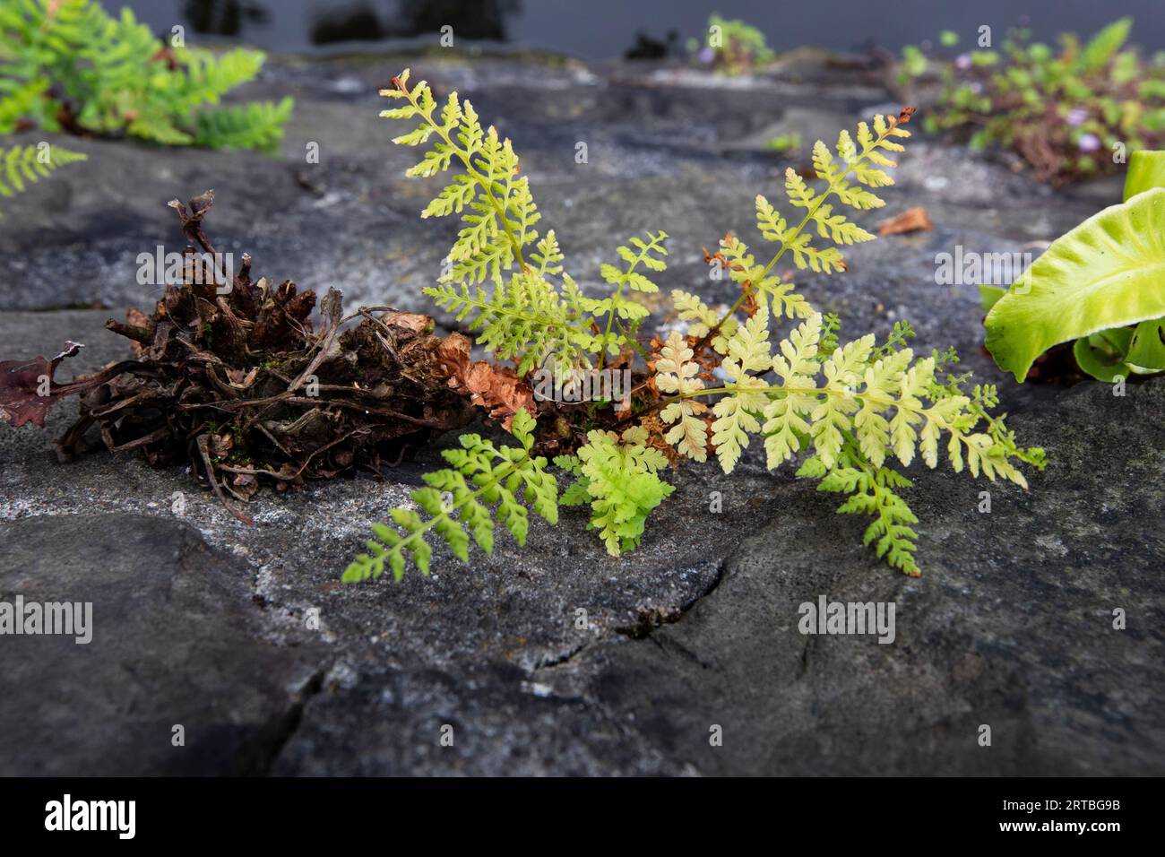 brittle bladder-fern, fragile fern (Cystopteris fragilis), growing at a wall, Netherlands, Northern Netherlands Stock Photo